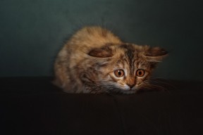 九游app官网下载-国家队模拟实战演练提升关键时刻心态管理能力，国家队摸底