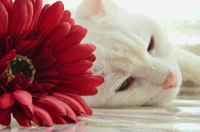 九游网页版入口-基层俱乐部获得政策扶持，俱乐部建立机制