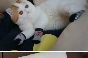 九游登录入口-“美洲狮队凭借团队合作晋级橄榄球冠军锦标赛四强”