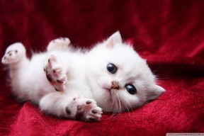 JIUYOU.COM-谢佩玲决赛技术动作完美无瑕，谢佩岐是谁