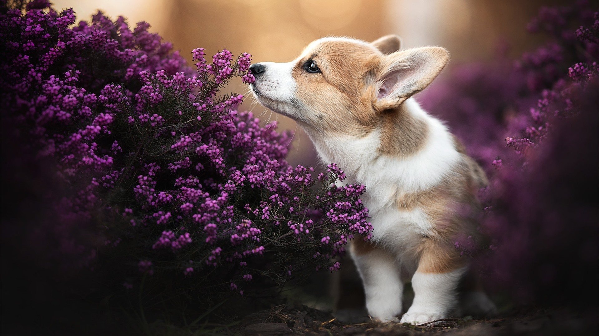 中超俱乐部战略转型发展观察,中超俱乐部新名称