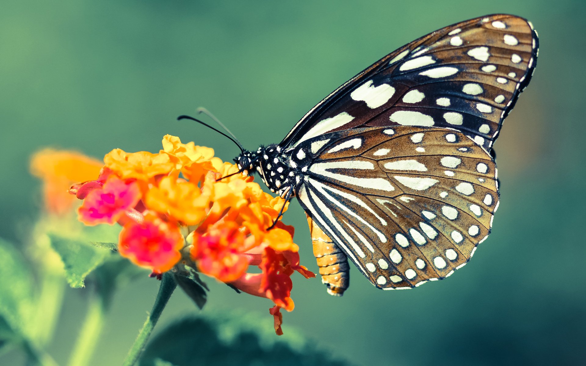 篮球运动员比赛策略动态调整技术，篮球比赛角色