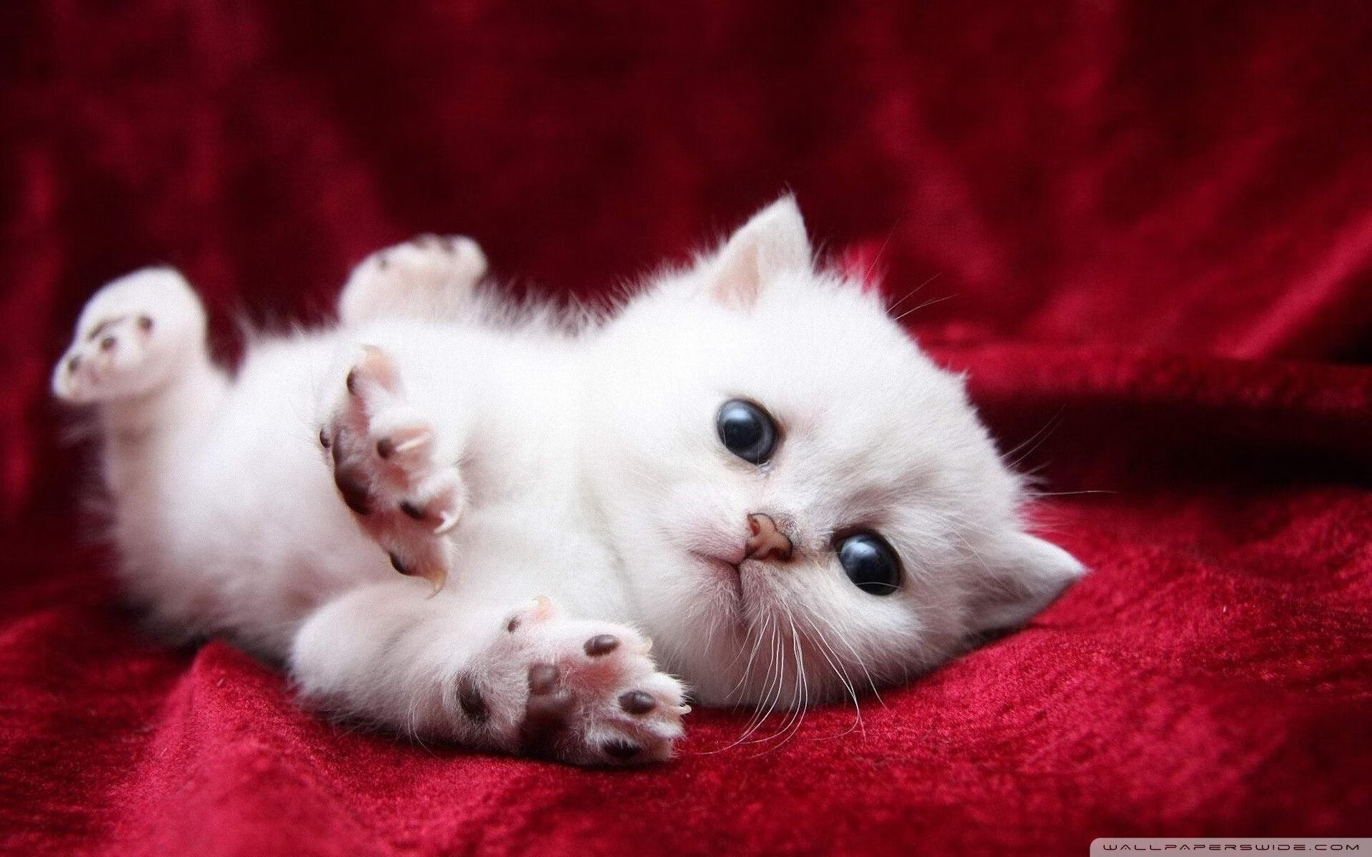 Chinese Taipei战术运用:精准发球与战术接发球