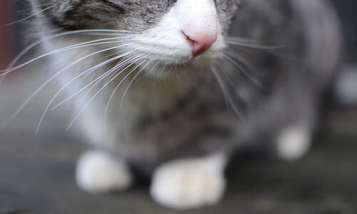 中国青少年篮球积分系统覆盖主要省市，中国青少年篮球等级认证中心