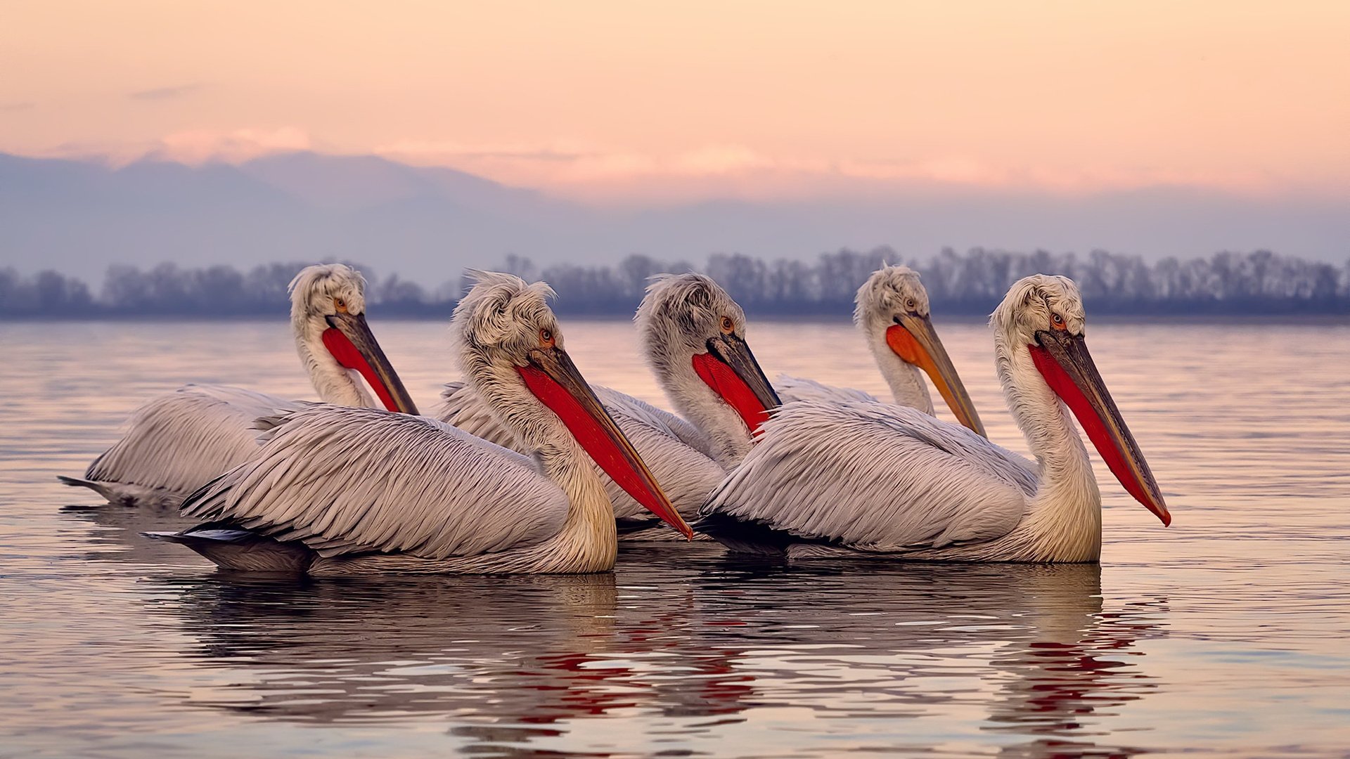 印度赛制的独特机制：从草根到国际赛事的突破，印度公开赛是排名赛吗