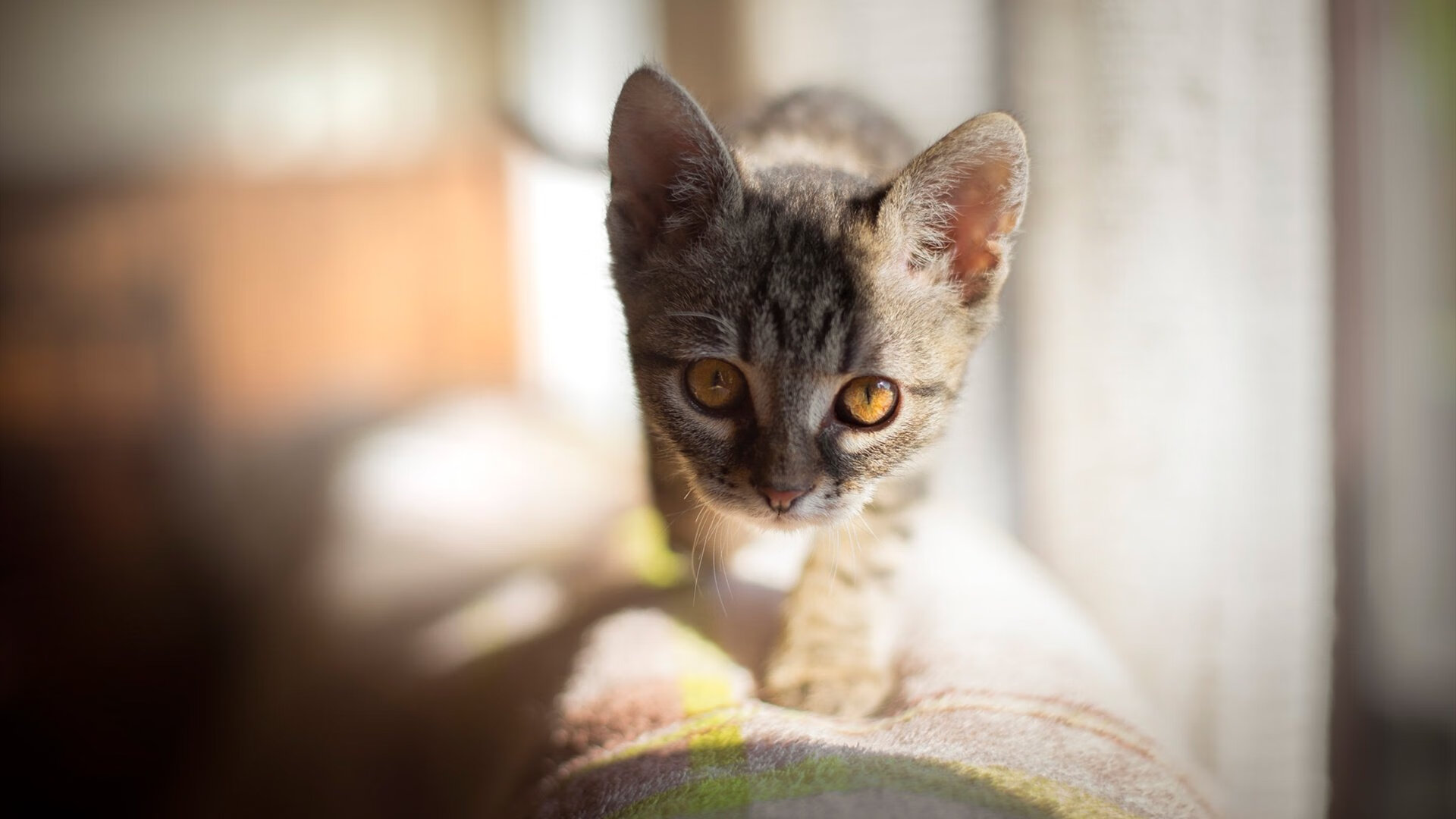 浙江外援表现抢眼助力球队连胜,浙江队外援名单