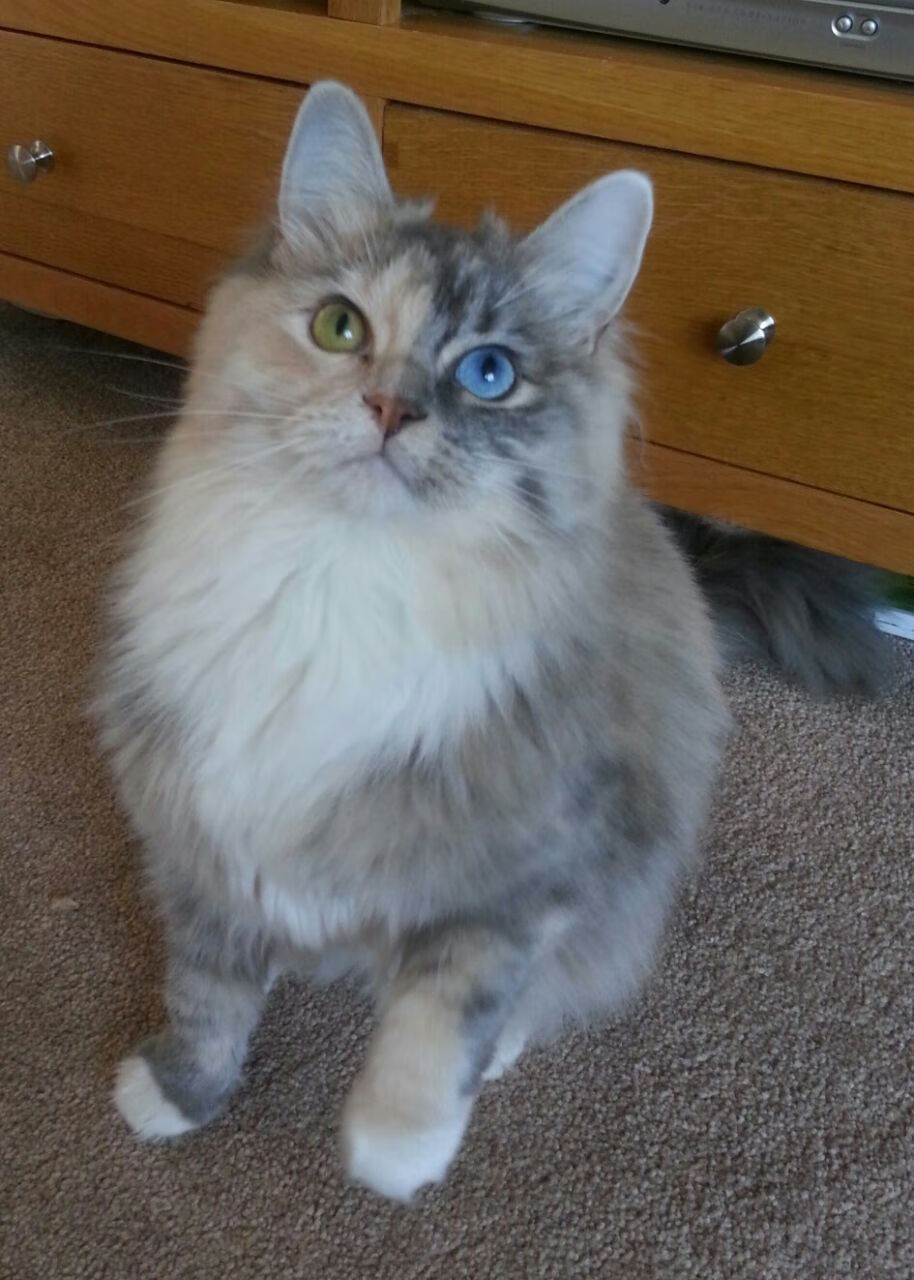 中甲俱乐部搭建线上球迷社群增强支持互动感,足球联赛交流群