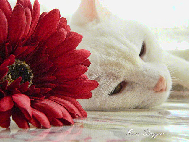 基层俱乐部获得政策扶持,俱乐部建立机制