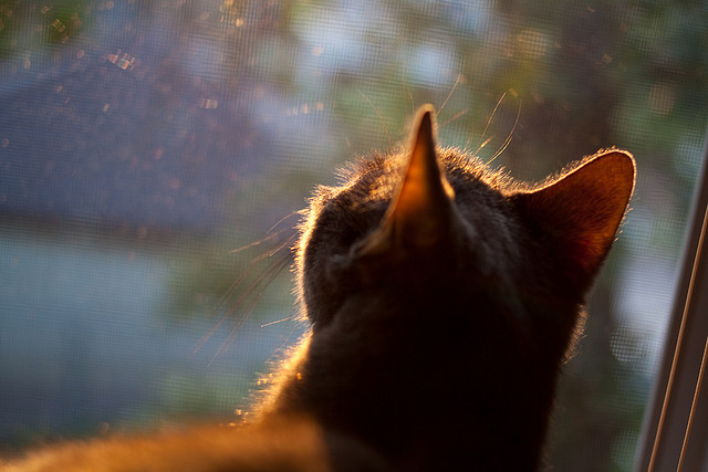 女子橄榄球崛起挑战男子主导地位,女子橄榄球战绩