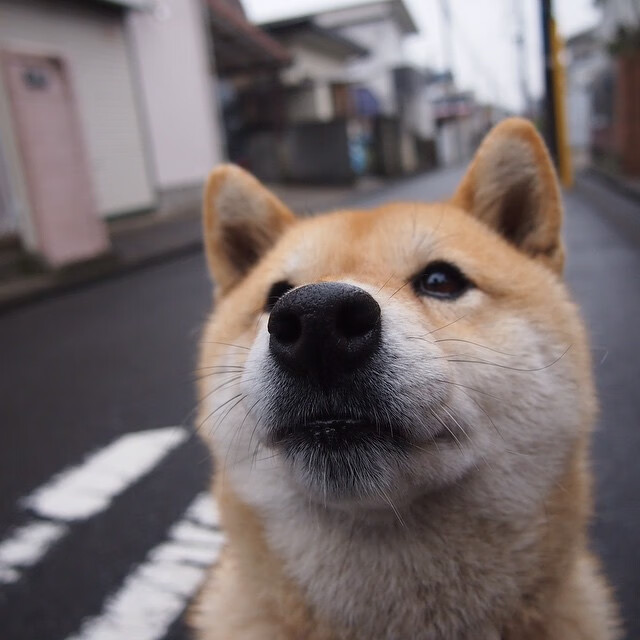 梅西成功卫冕冠军世界杯小组赛,梅西世界杯奖项